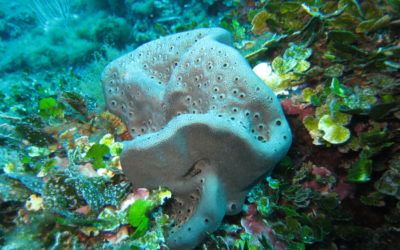 SPONGIA TOSTA