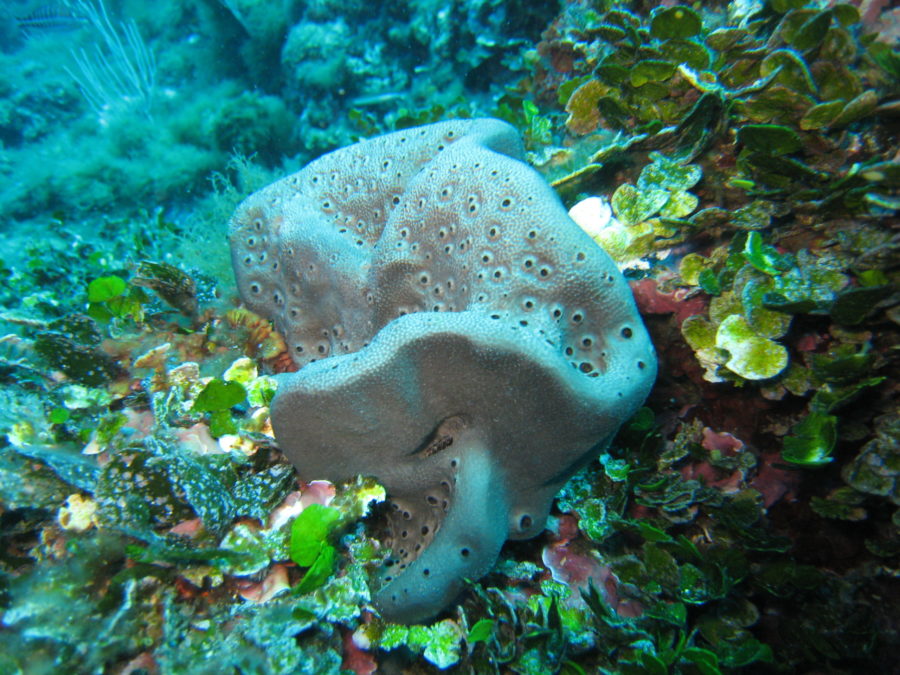 SPONGIA TOSTA