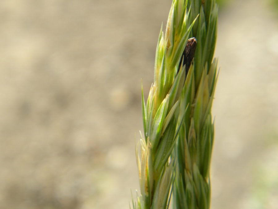 SECALE CORNUTUM