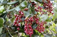 SARSAPARILLA