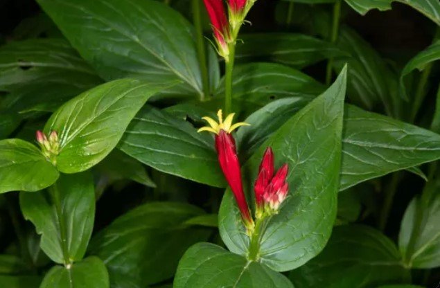flower, marsh thistle, bud