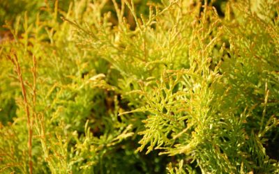 THUYA OCCIDENTALIS