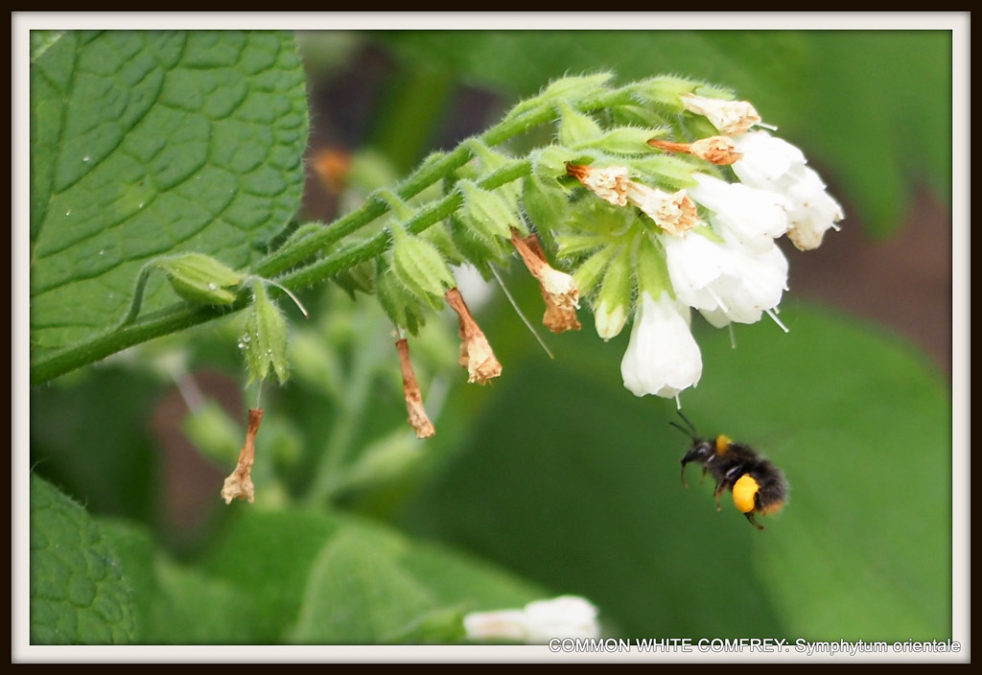 SYMPHYTUM