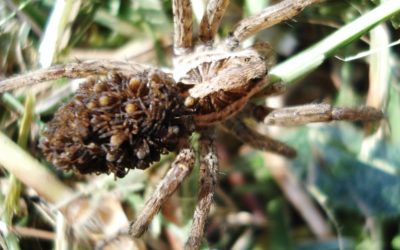 TARENTULA HISPANICA
