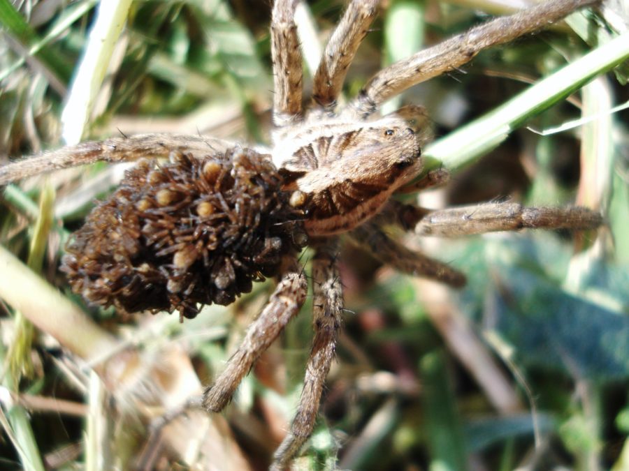 TARENTULA HISPANICA