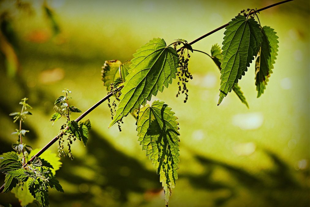 URTICA URENS