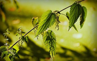 URTICA URENS