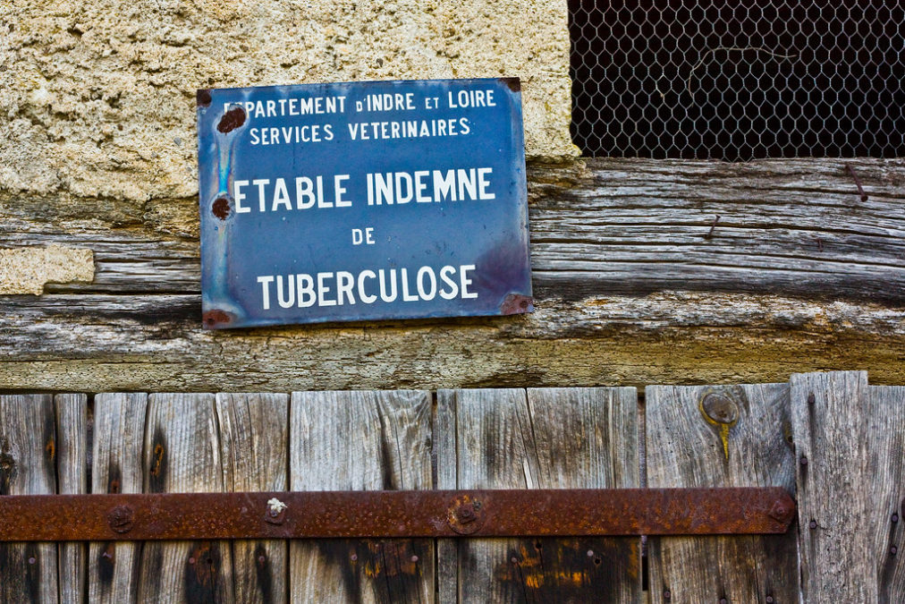 TUBERCULINUM