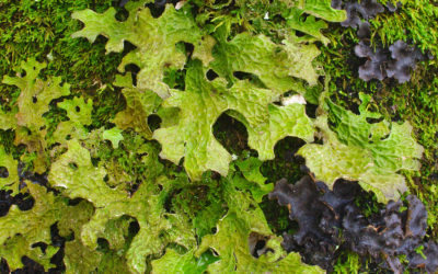STICTA PULMONARIA