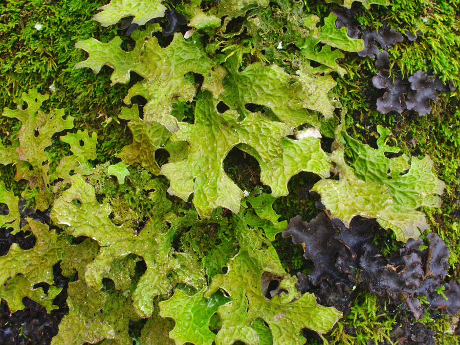 STICTA PULMONARIA