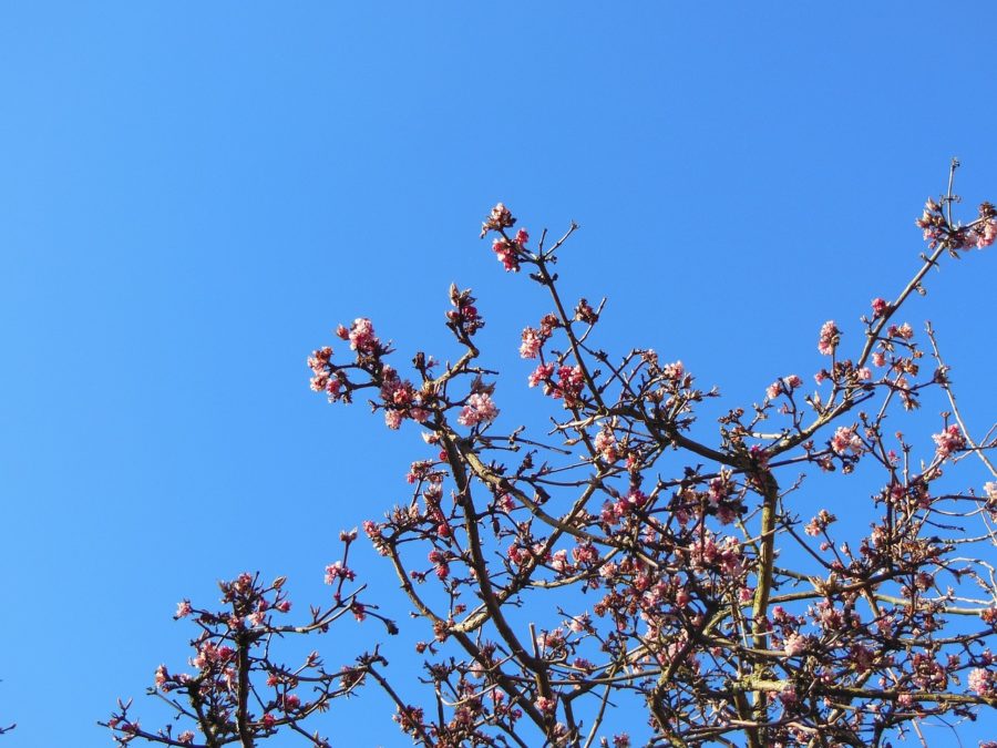 VIBURNUM
