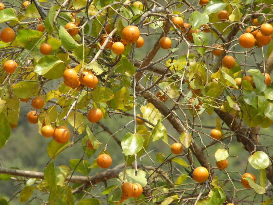 STRYCHNINUM