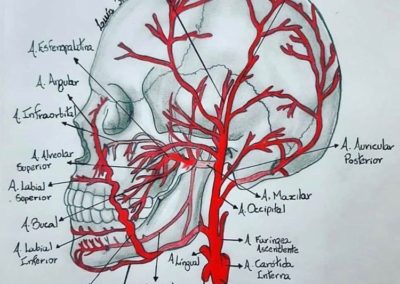 Illustration des artères du crâne