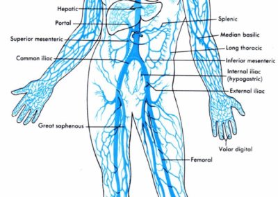 Image illustrant le réseau veineux du corps humain