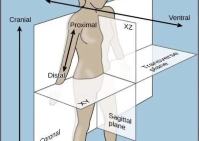 Image illustrant les différentes coupes du corps