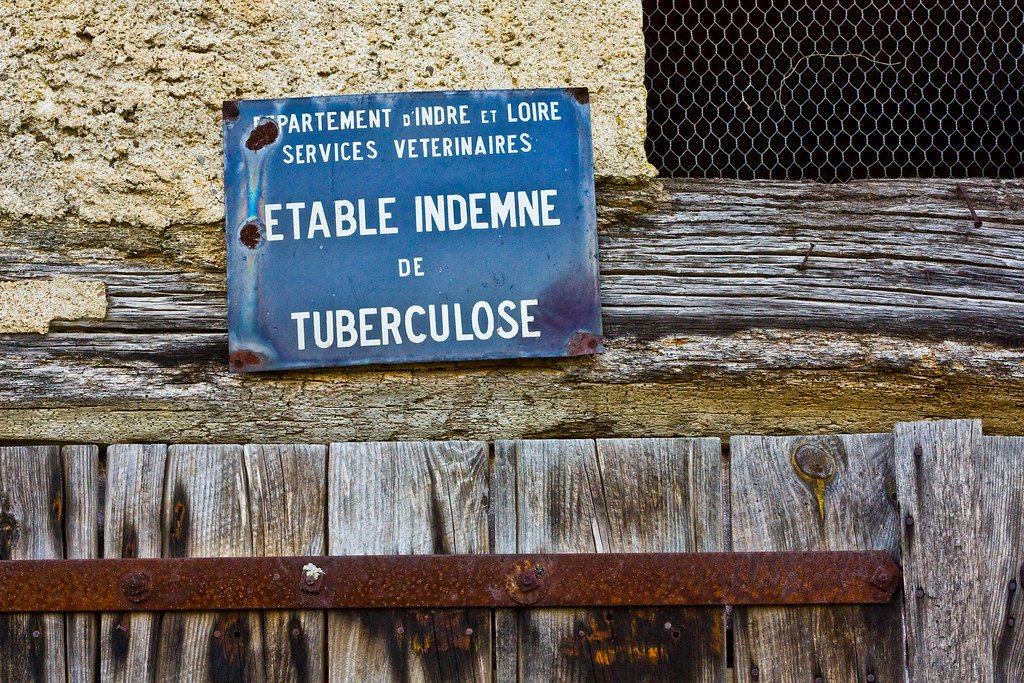 Photo by b52_Tresa flower, marsh thistle, bud