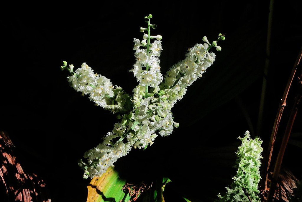 flower, marsh thistle, bud