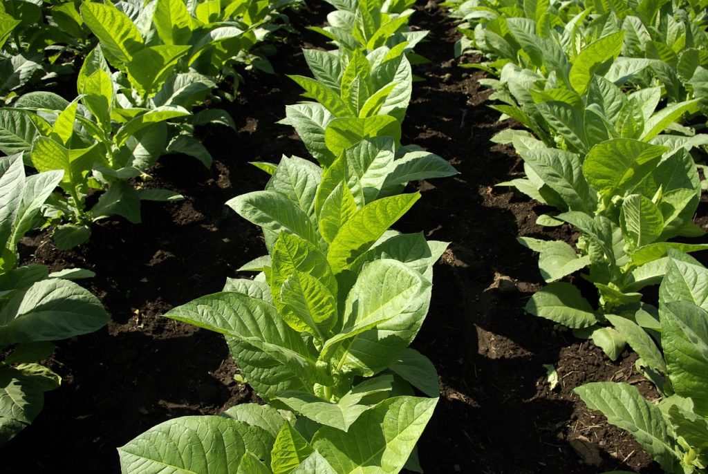 tabac, plants