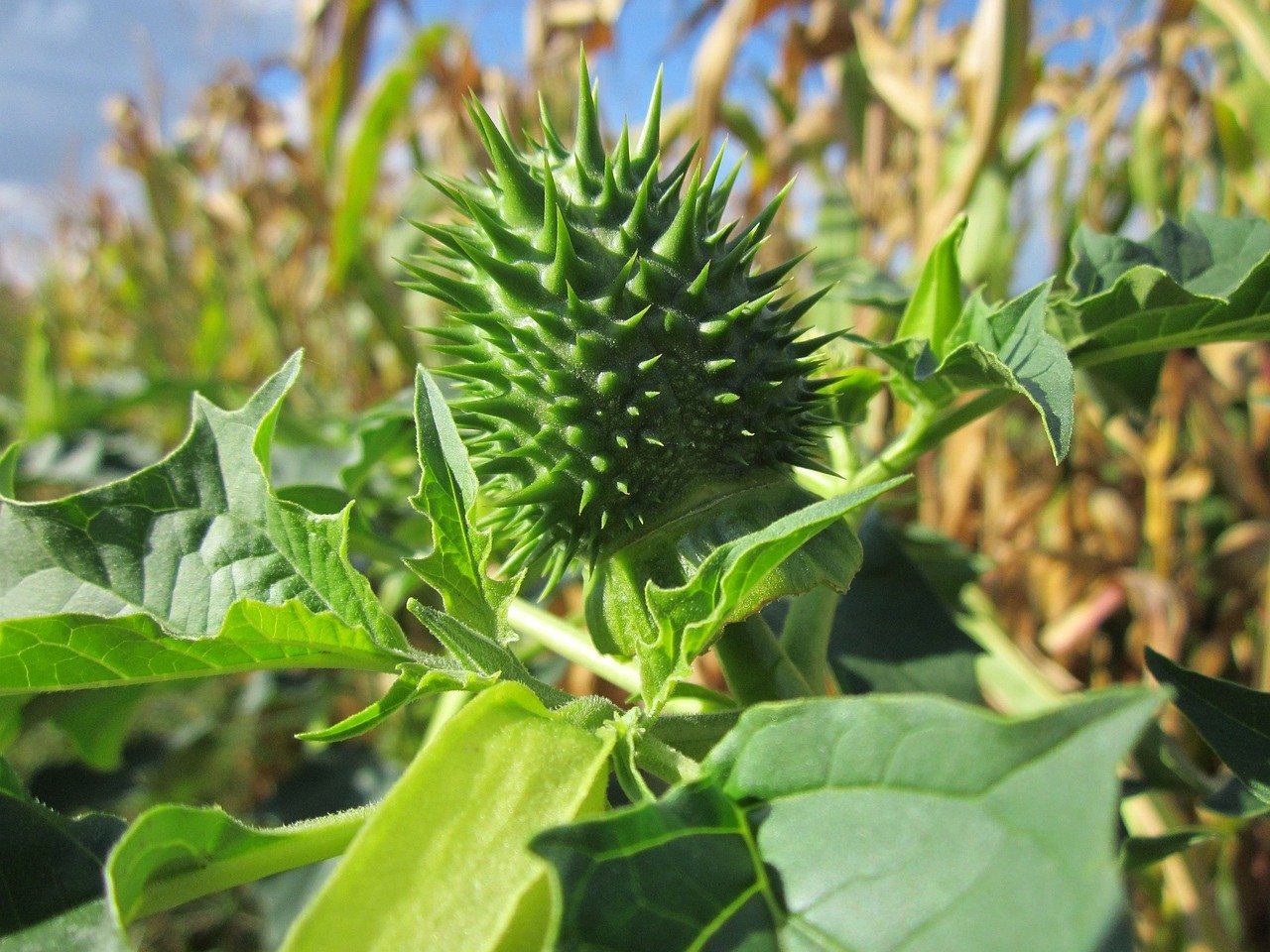 flower, marsh thistle, bud