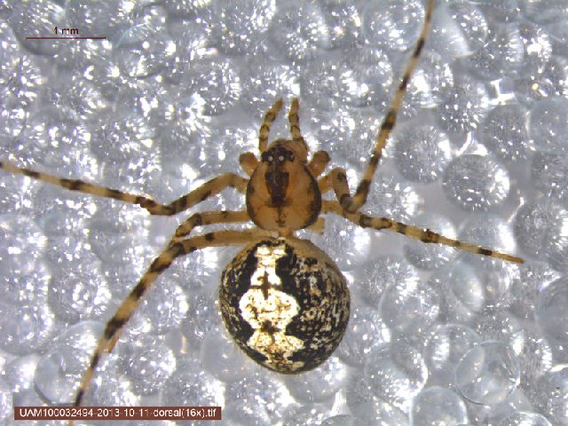 Photo by b52_Tresa flower, marsh thistle, bud