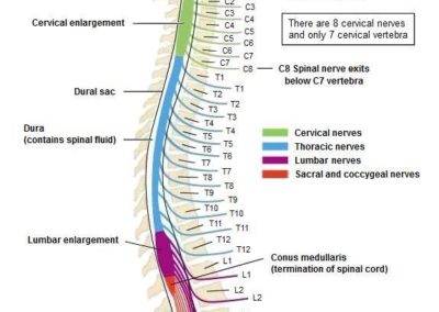 Passage des nerfs spinaux dans les différentes vertèbres