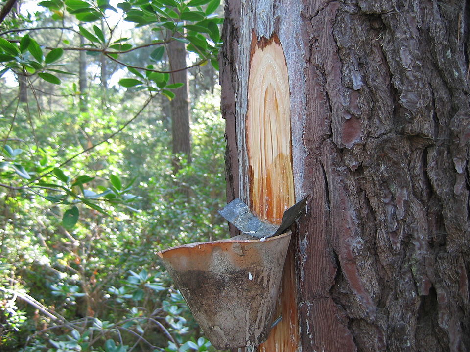 flower, marsh thistle, bud