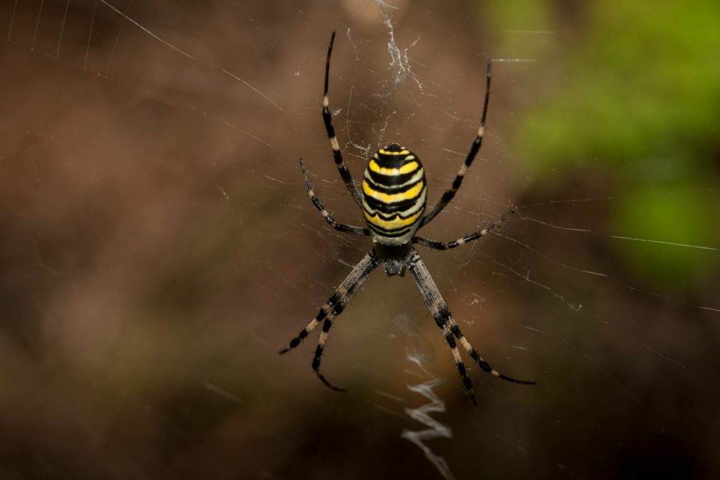 ARANEA DIADEMA