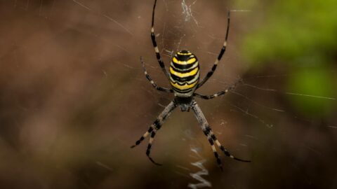 Close-up of a Wasp Spider