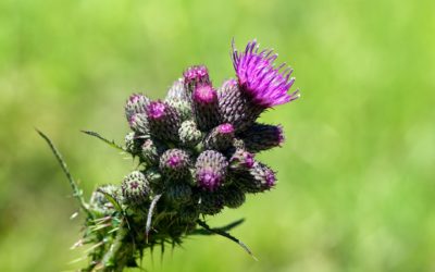 LEDUM PALUSTRE