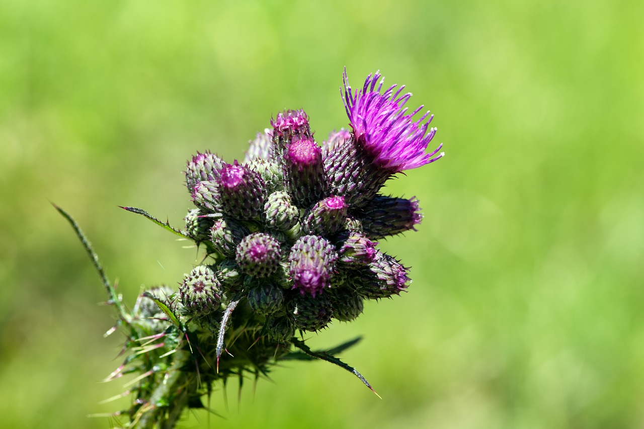 Photo by b52_Tresa flower, marsh thistle, bud