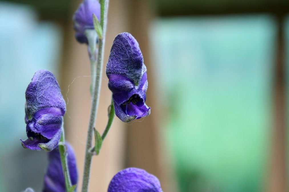 ACONITUM LYCOCTONUM