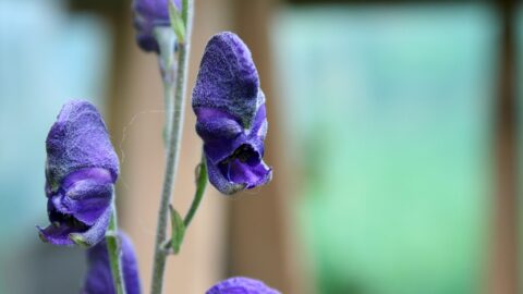 iron hat, poisonous plant, blue iron hat