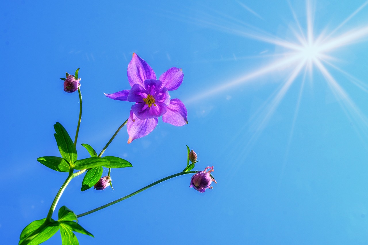 flower, botany, columbine