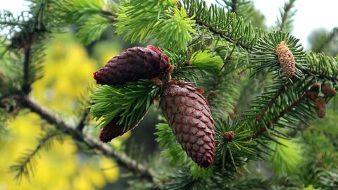 spruce, picea, conifer