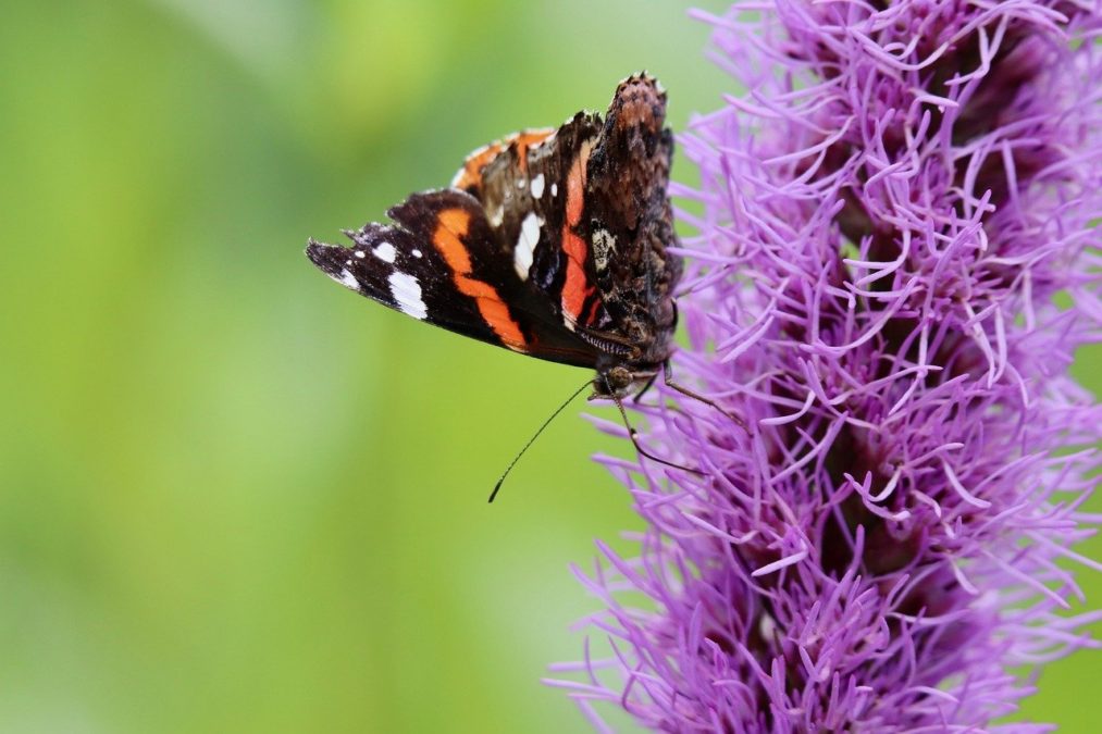 ​ACTAEA SPICATA
