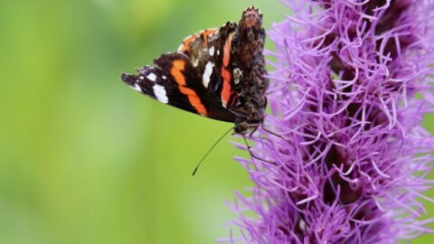 splendor notch, admiral, butterfly
