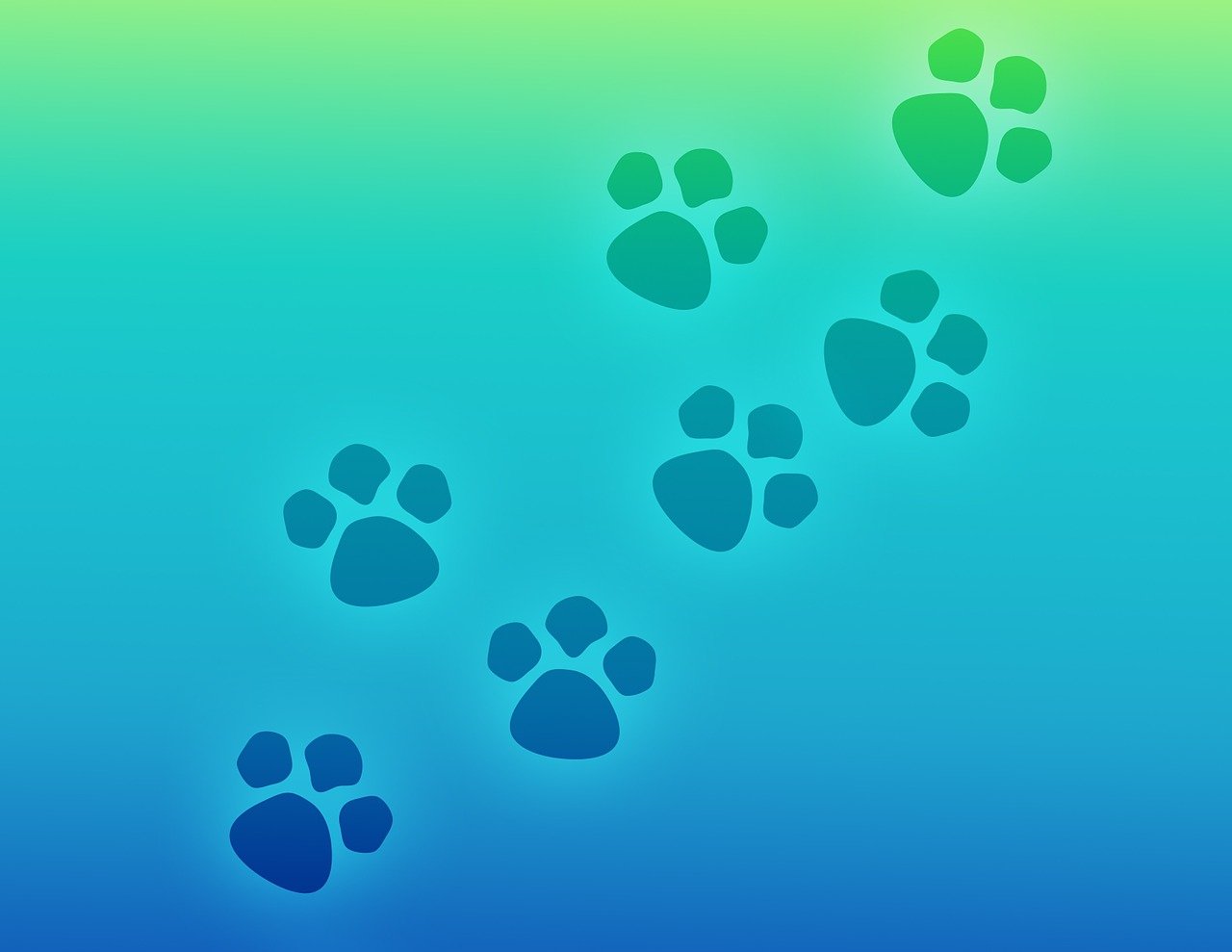 paw print, paws, prints