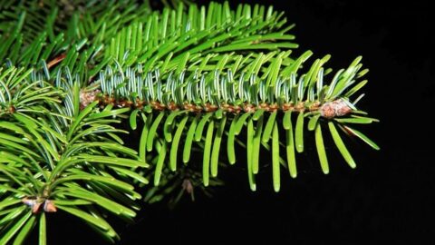 Tsuga canadensis. Sapin du Canada (Sapin ciguë)