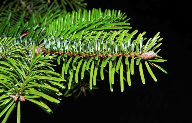 ABIES CANADENSIS