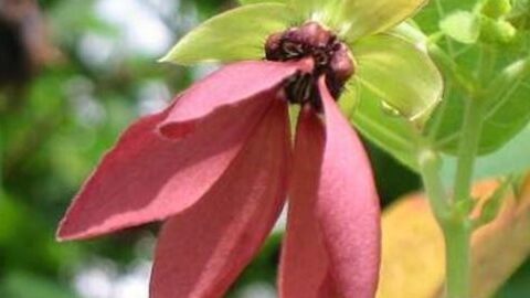 Abroma Augusta