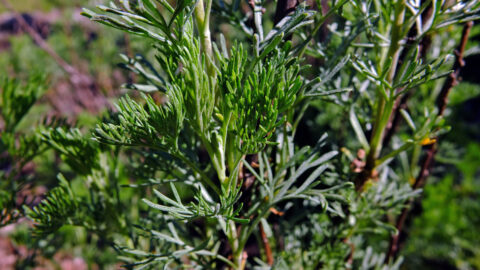 Artemisia abrotanum