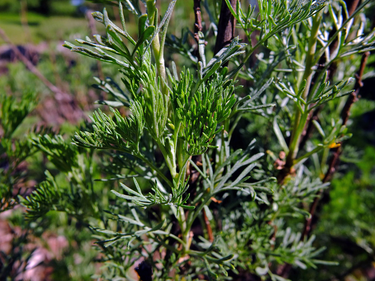 flower, marsh thistle, bud