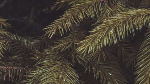 ABIES CANADENSIS