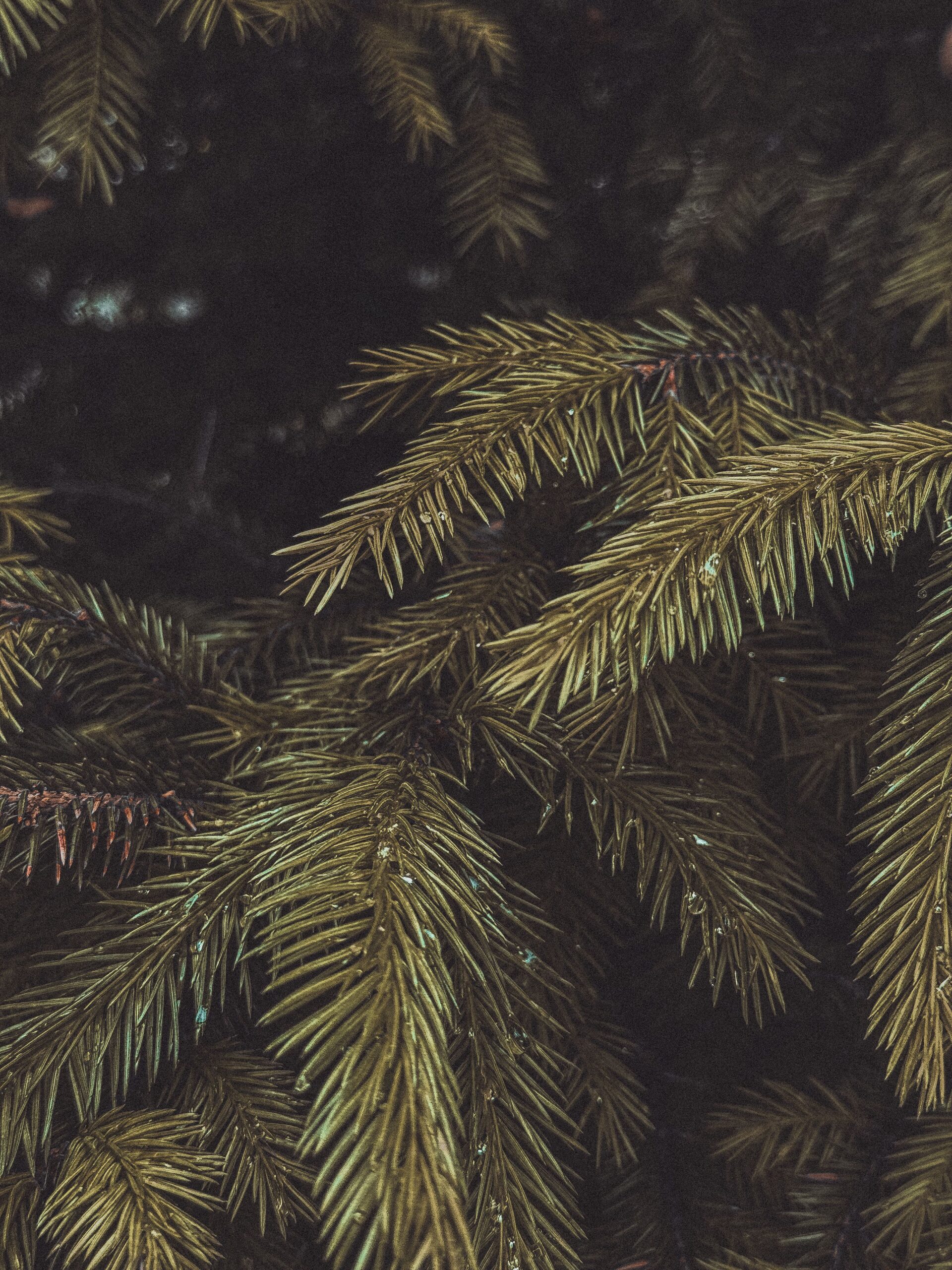 ABIES CANADENSIS