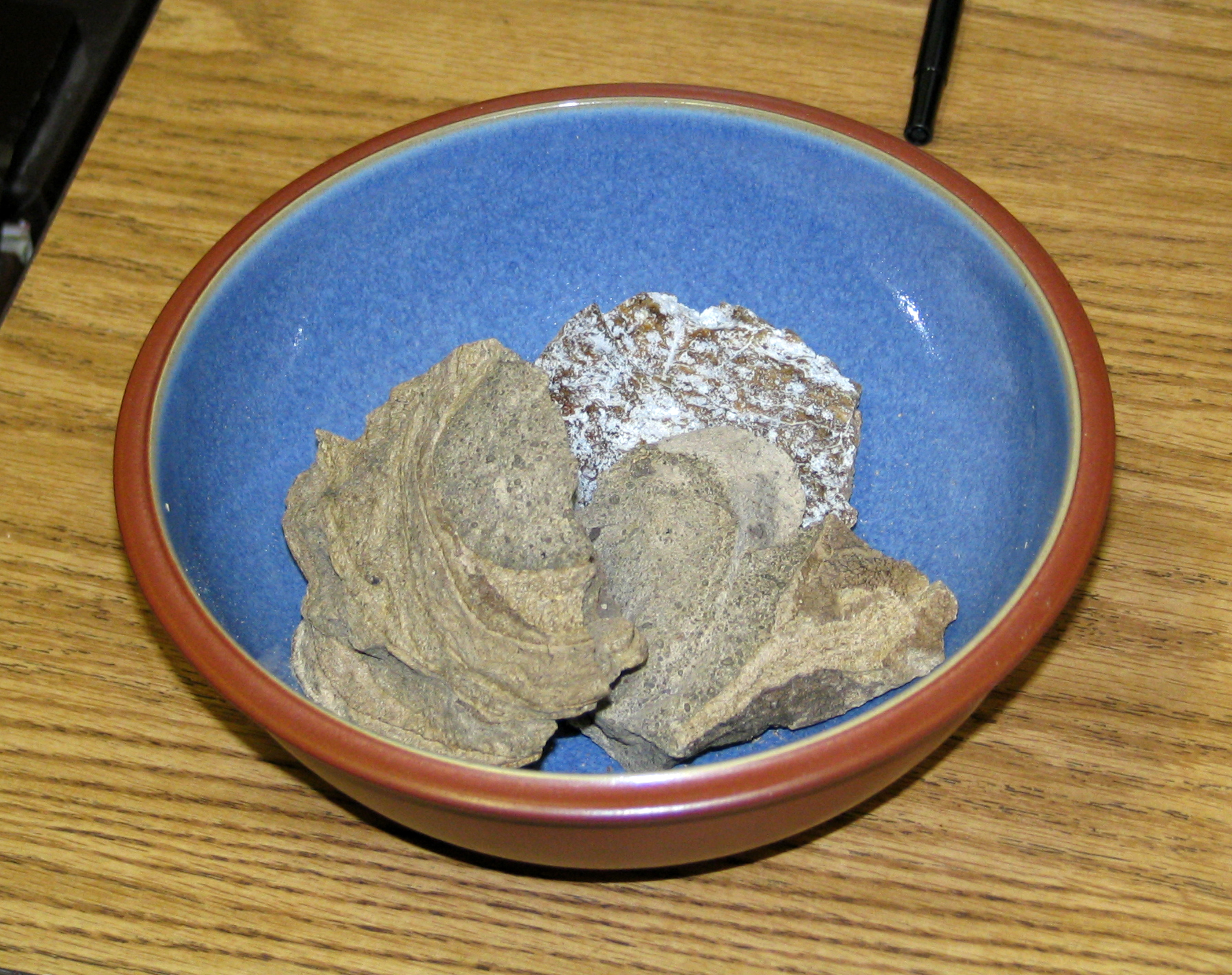 Ambra grisea