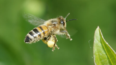 APIS MELLIFICA