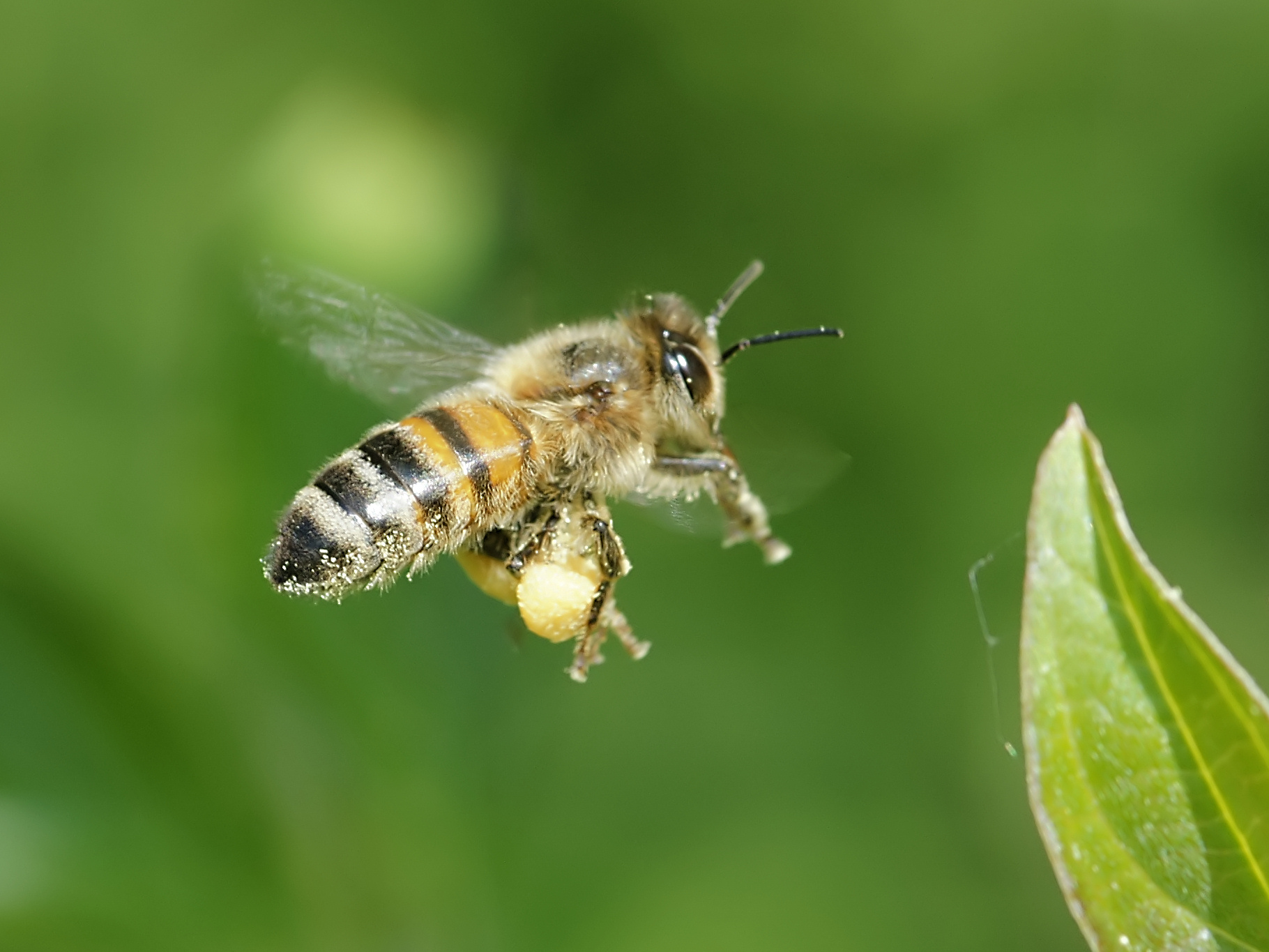 APIS MELLIFICA
