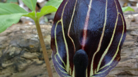 Arisaema_triphyllum_-_Jack_in_the_Pulpit_2