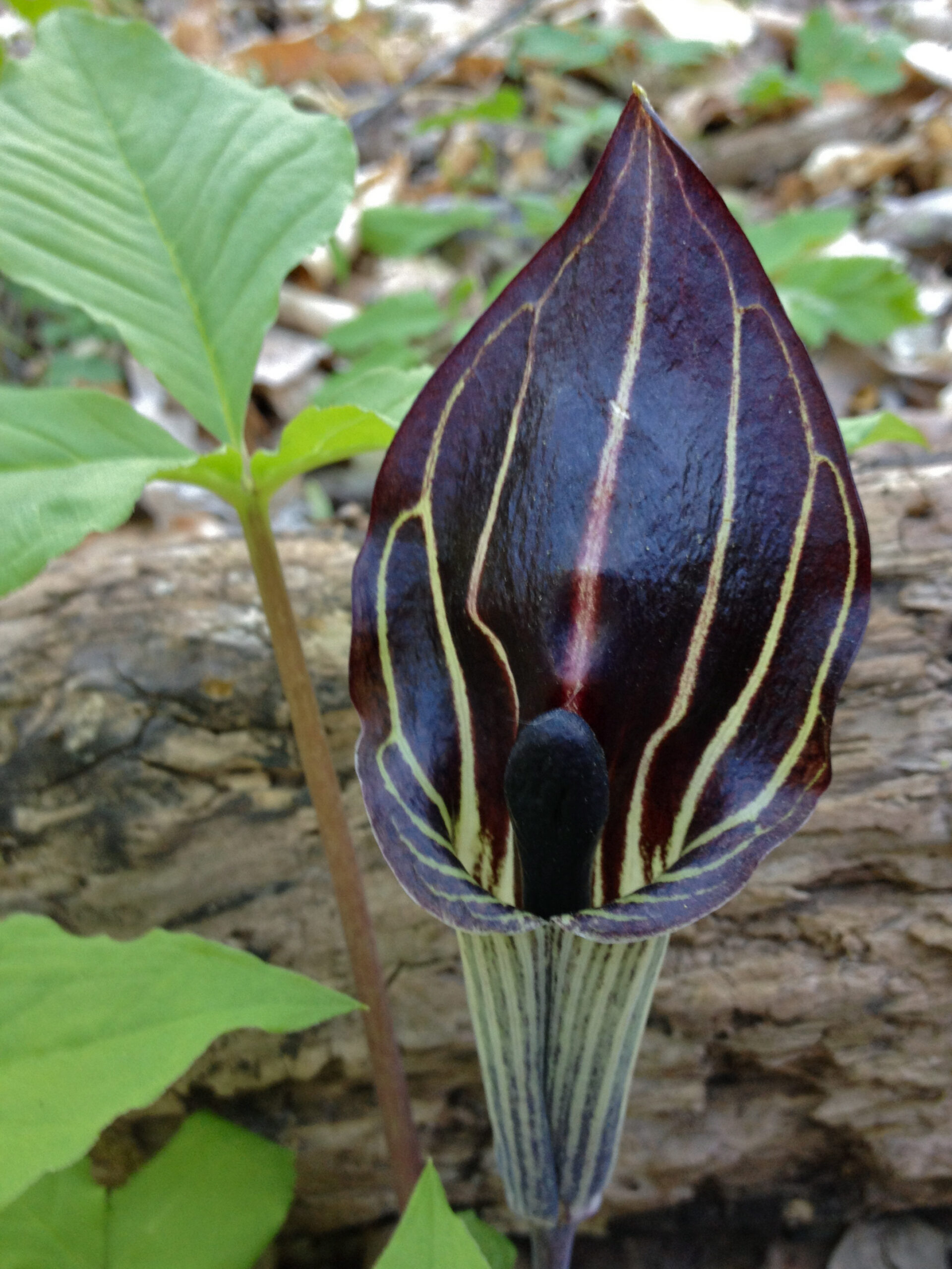 Arisaema_triphyllum_-_Jack_in_the_Pulpit_2
