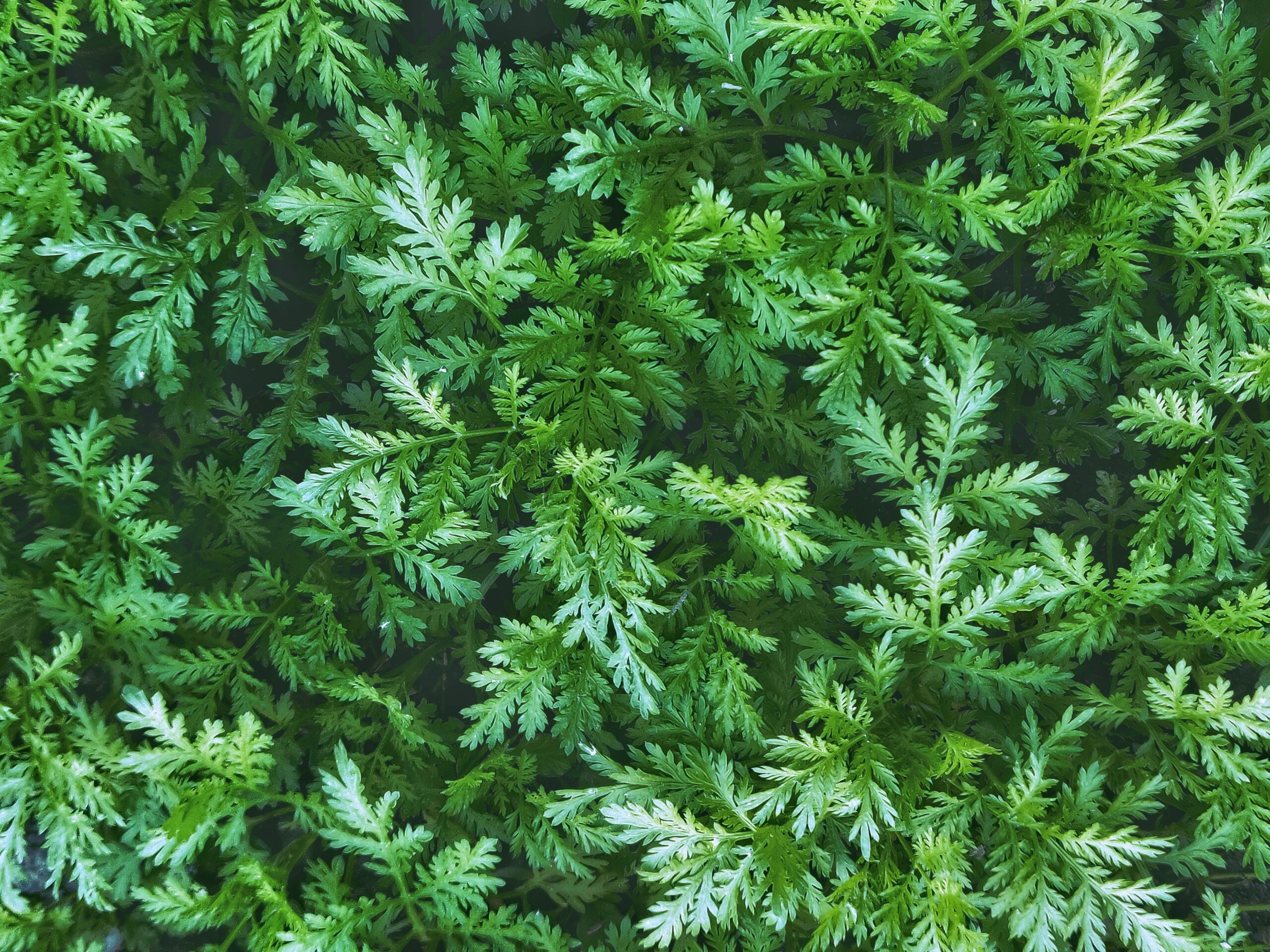 CINA_Artemesia